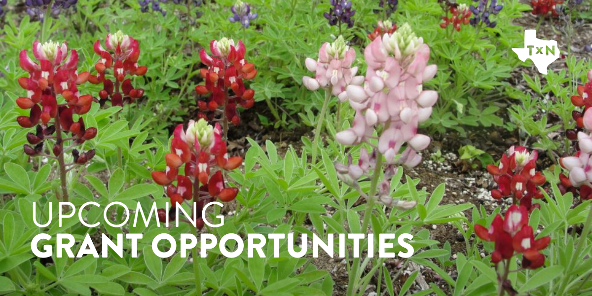 Field of Mixed bluebonnets with the text "Upcoming Grant opportunities" overlaid in white. Photo credit: Arborgate