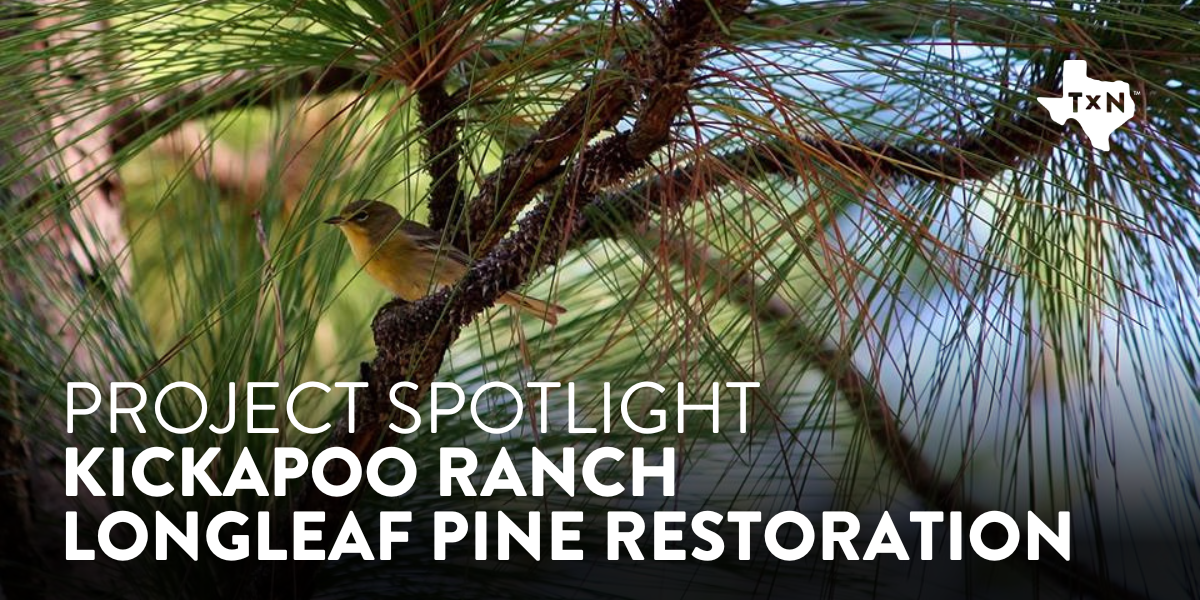 Photo of a Pine Warbler in a longleaf pine tree with the text "Project Spotlight Kickapoo Ranch" in the bottom left corner