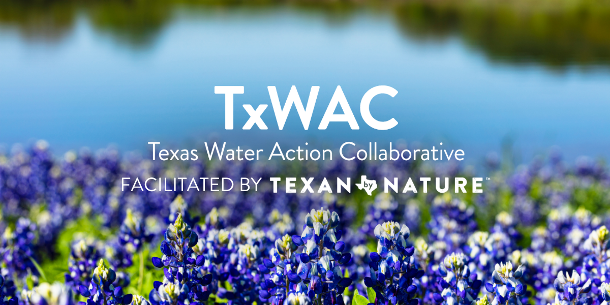 Photo of bluebonnets along the river 