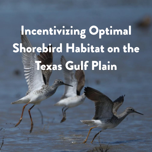 Incentivizing Optimal Shorebird Habitat on the Texas Gulf Plain Conservation Wrangler