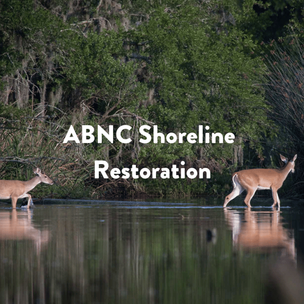 Two deer walking in the water aArmand Bayou Nature Center Shoreline Restoration