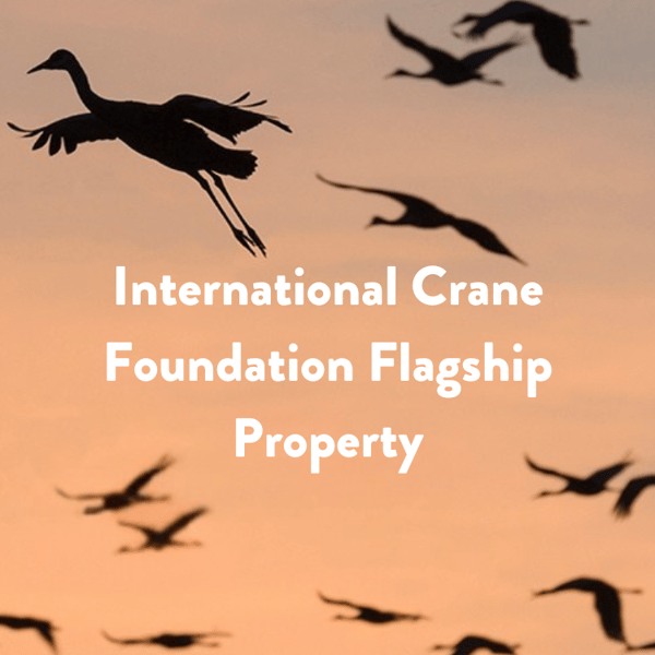 Photo of Sandhill cranes flying against a sunset-like background with the text " International Crane Foundation Flagship Property" in white centered on the image.