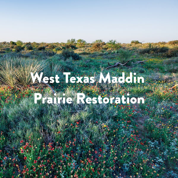 Q4 2025 newsletter feature - West Texas Maddin Prairie Restoration