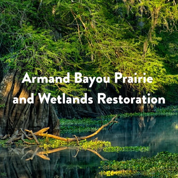 Q4 2025 newsletter feature -Armand Bayou Prairie and Wetlands Restoration