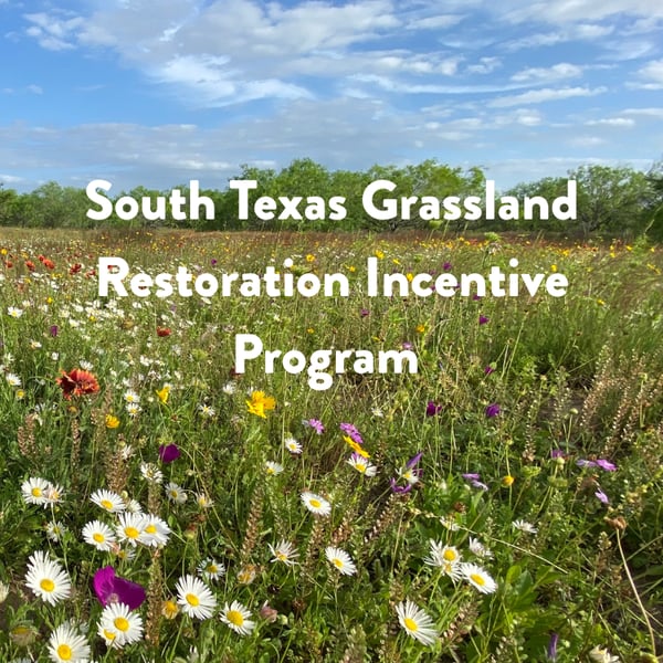 Q4 2025 newsletter feature -South Texas Grassland Restoration Incentive Program