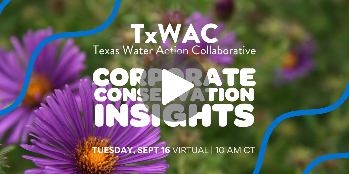 Photo of purple fall aster flowers with text in front of the photo reading "TxWAC, Texas Water Action Collaborative, Corporate Conservation Insights, Tuesday, Sept 16, Virtual 10 AM CT" centered in white.